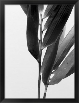 Framed B&amp;W Bamboo II Print