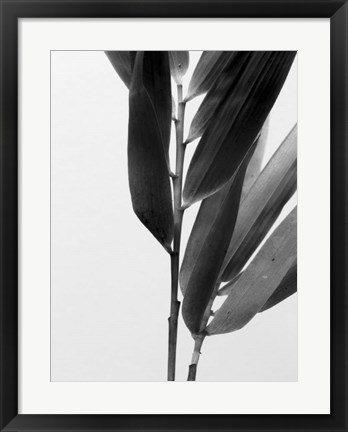 Framed B&amp;W Bamboo II Print