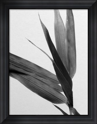 Framed B&amp;W Bamboo III Print