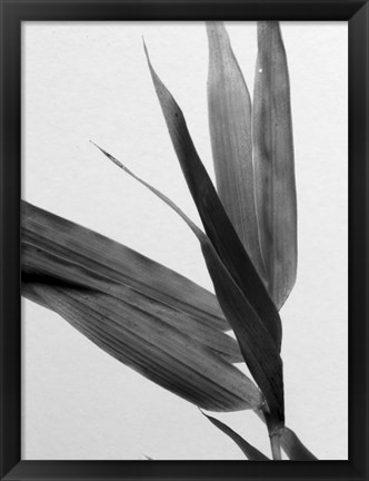 Framed B&amp;W Bamboo III Print