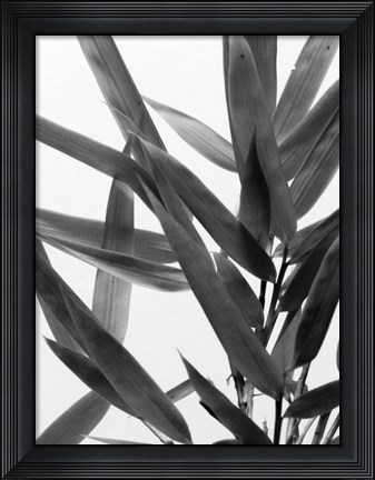 Framed B&amp;W Bamboo IV Print