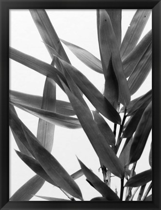 Framed B&amp;W Bamboo IV Print