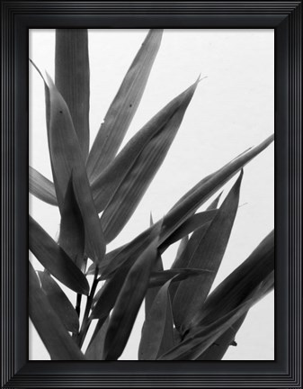 Framed B&amp;W Bamboo V Print