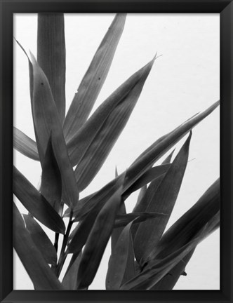 Framed B&amp;W Bamboo V Print