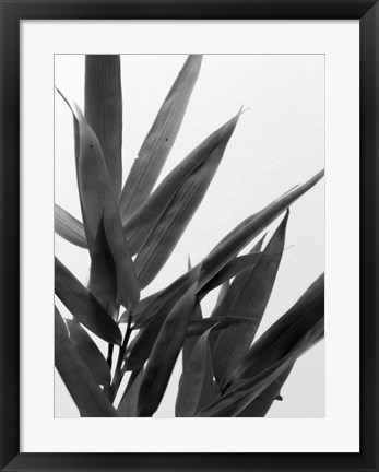 Framed B&amp;W Bamboo V Print