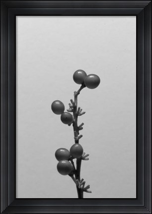 Framed Liriope I Print