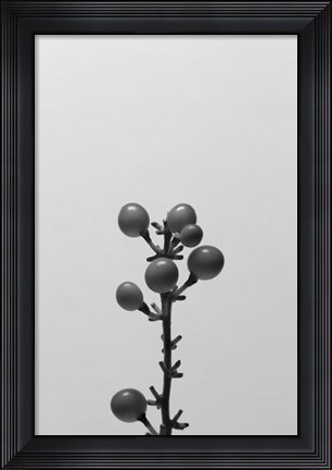 Framed Liriope II Print