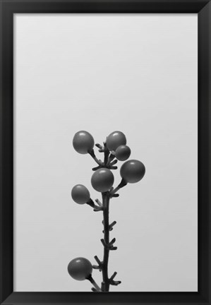 Framed Liriope II Print