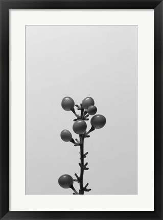 Framed Liriope II Print