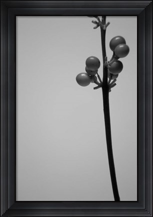 Framed Liriope III Print