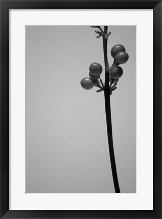 Framed Liriope III Print