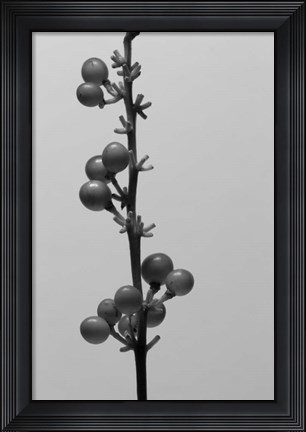 Framed Liriope IV Print