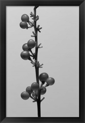 Framed Liriope IV Print