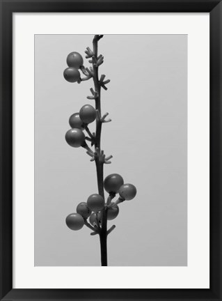 Framed Liriope IV Print