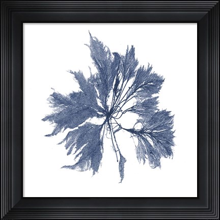 Framed Navy Seaweed I Print