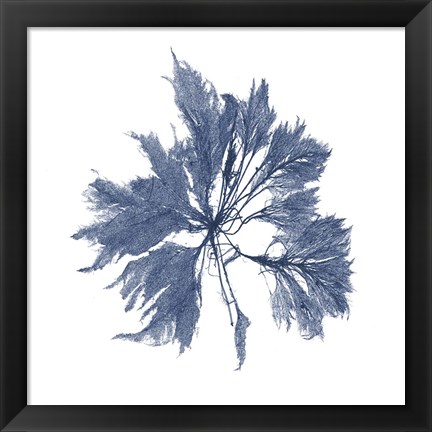 Framed Navy Seaweed I Print