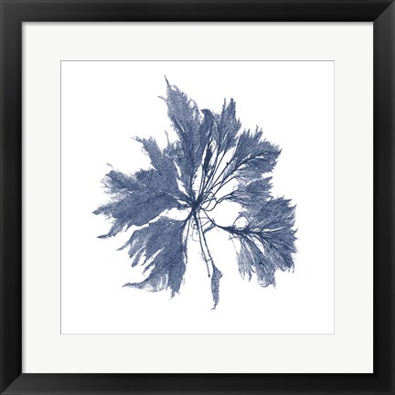 Framed Navy Seaweed I Print