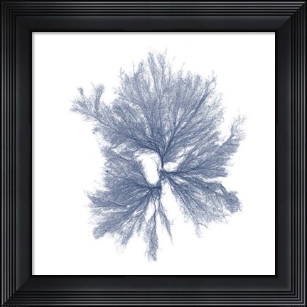 Framed Navy Seaweed III Print