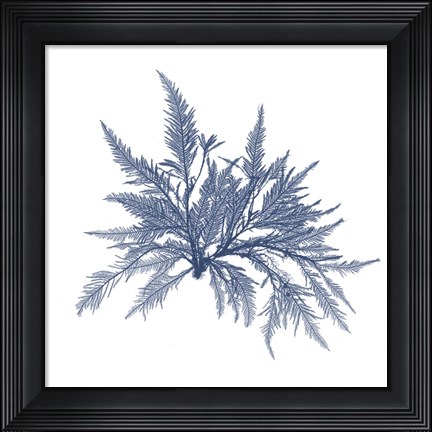 Framed Navy Seaweed V Print