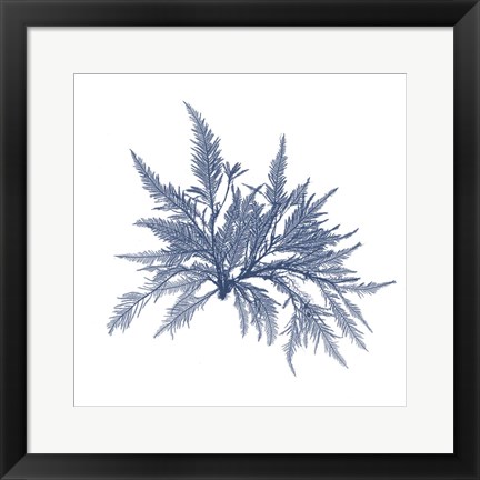 Framed Navy Seaweed V Print