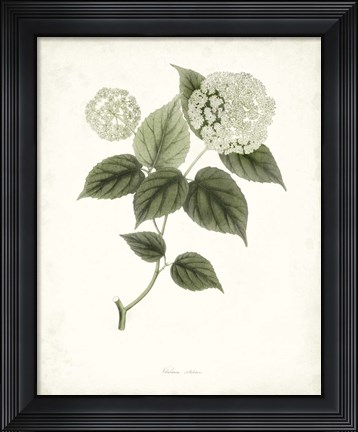 Framed Sage Botanical I Print