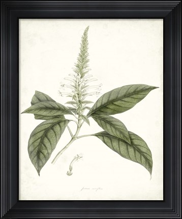 Framed Sage Botanical II Print