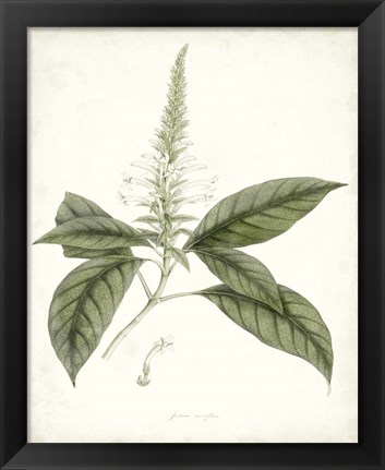 Framed Sage Botanical II Print