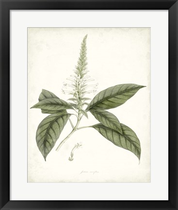 Framed Sage Botanical II Print