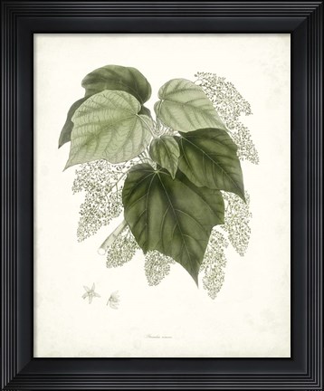Framed Sage Botanical III Print