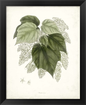 Framed Sage Botanical III Print