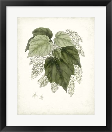 Framed Sage Botanical III Print