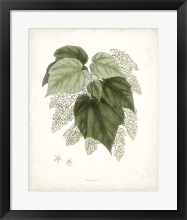 Framed Sage Botanical III Print