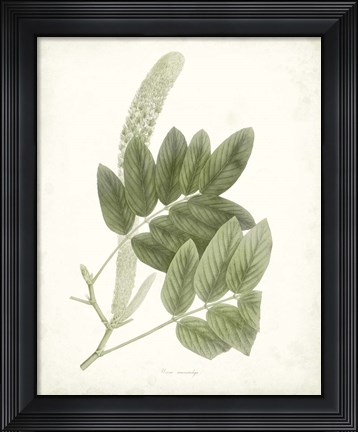 Framed Sage Botanical IV Print