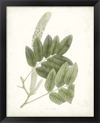 Framed Sage Botanical IV Print