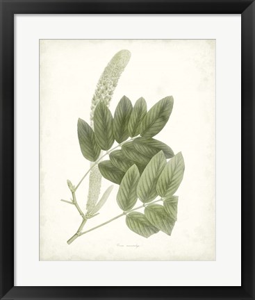 Framed Sage Botanical IV Print