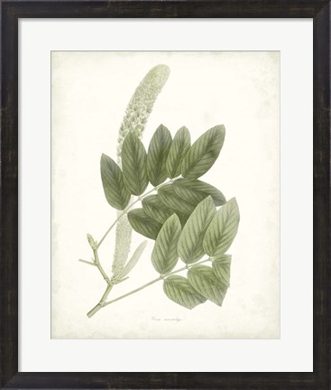 Framed Sage Botanical IV Print