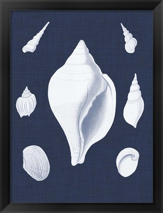 Framed Coquillages Blancs II Print