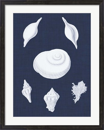 Framed Coquillages Blancs IV Print