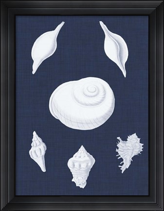 Framed Coquillages Blancs IV Print