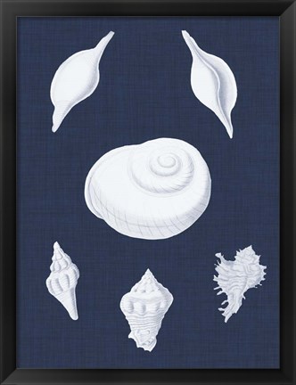 Framed Coquillages Blancs IV Print