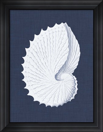 Framed Coquillages Blancs V Print