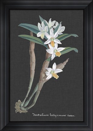 Framed Orchid on Slate I Print