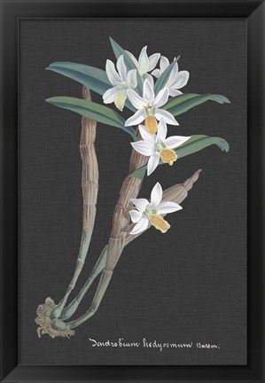 Framed Orchid on Slate I Print