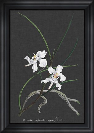 Framed Orchid on Slate II Print
