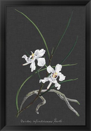 Framed Orchid on Slate II Print