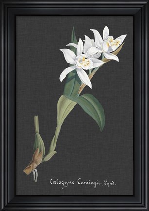 Framed Orchid on Slate III Print