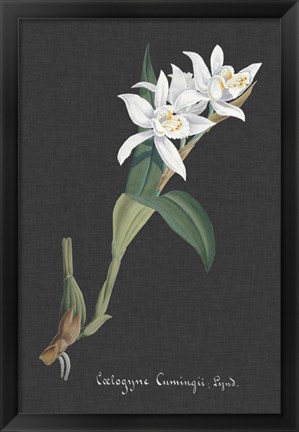 Framed Orchid on Slate III Print