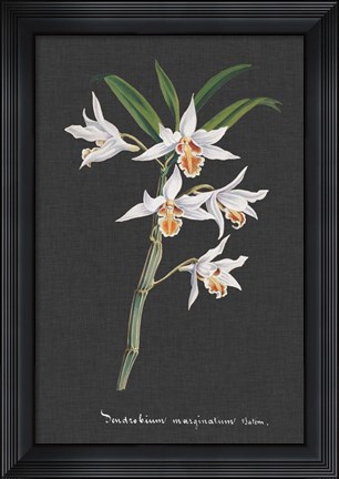 Framed Orchid on Slate IV Print