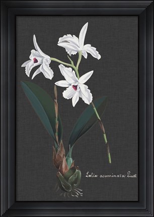 Framed Orchid on Slate V Print