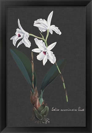 Framed Orchid on Slate V Print